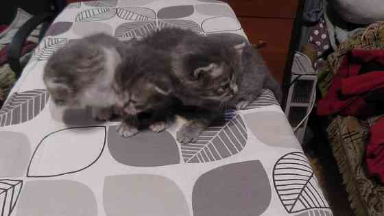 Отдам котят Донецк