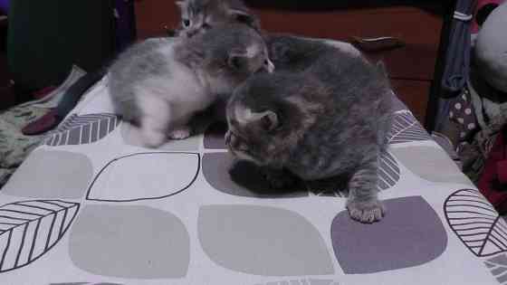 Отдам котят Донецк