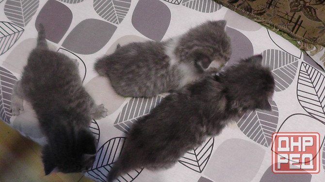 Отдам котят Донецк - изображение 1