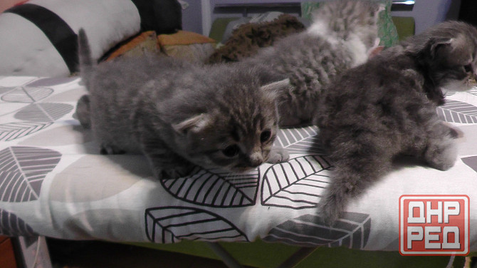 Отдам котят Донецк - изображение 2