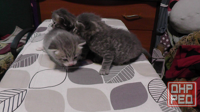 Отдам котят Донецк - изображение 5