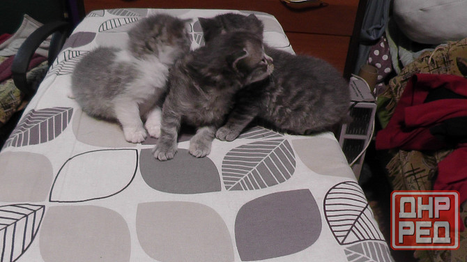 Отдам котят Донецк - изображение 3