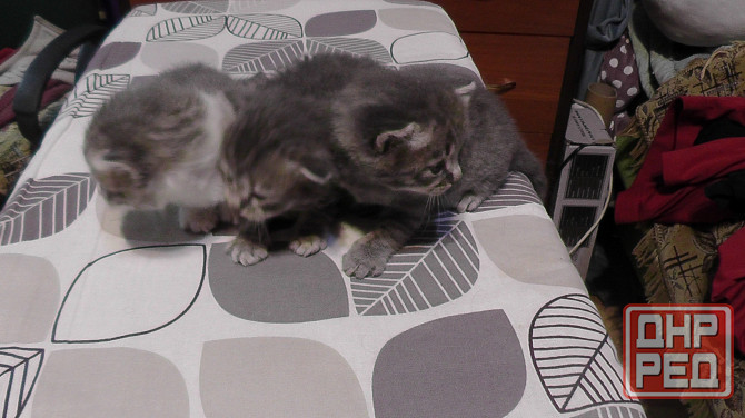 Отдам котят Донецк - изображение 4