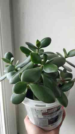 Крассула оватта (денежное дерево) Донецк