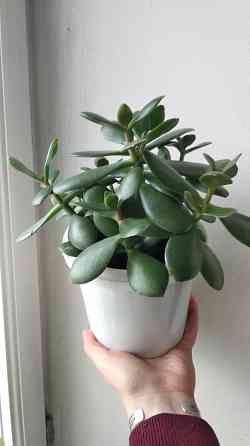 Крассула оватта (денежное дерево) Донецк