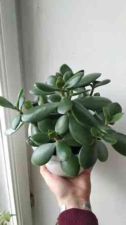 Крассула оватта (денежное дерево) Донецк