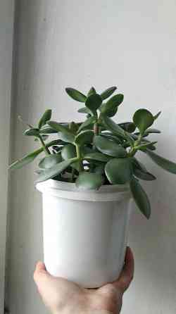 Крассула оватта (денежное дерево) Донецк