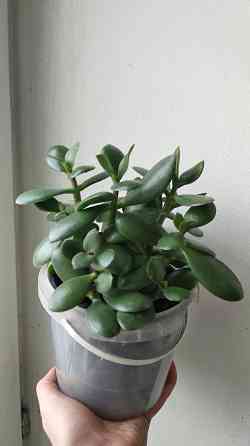 Крассула оватта (денежное дерево) Донецк