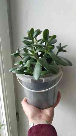 Крассула оватта (денежное дерево) Донецк