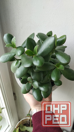 Крассула оватта (денежное дерево) Донецк - изображение 7