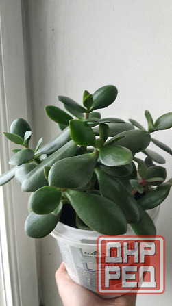 Крассула оватта (денежное дерево) Донецк - изображение 2