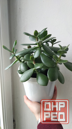 Крассула оватта (денежное дерево) Донецк - изображение 1