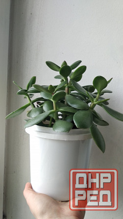 Крассула оватта (денежное дерево) Донецк - изображение 4