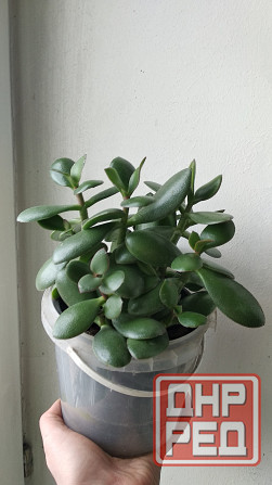 Крассула оватта (денежное дерево) Донецк - изображение 6