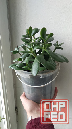 Крассула оватта (денежное дерево) Донецк - изображение 5