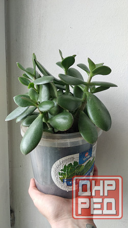 Крассула оватта (денежное дерево) Донецк - изображение 8