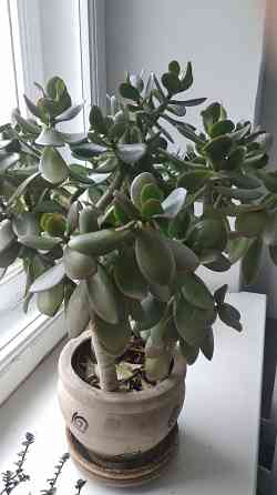 Крассула оватта Донецк