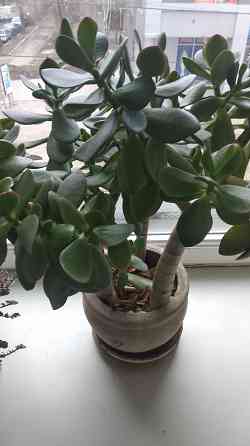 Крассула оватта Донецк