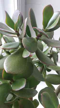 Крассула оватта Донецк