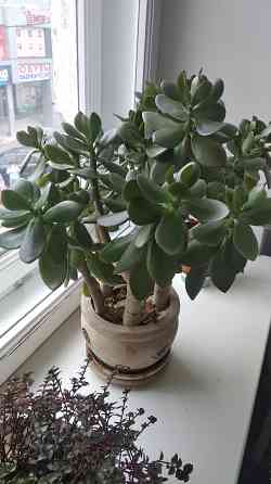 Крассула оватта Донецк