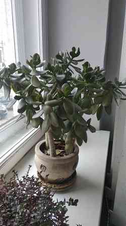 Крассула оватта Донецк