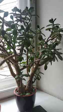 Крассула оватта Донецк