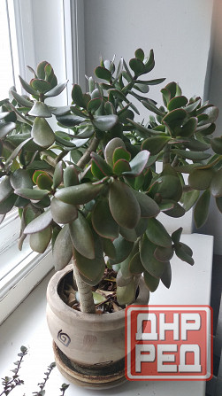 Крассула оватта Донецк - изображение 2