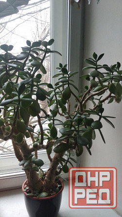 Крассула оватта Донецк - изображение 7