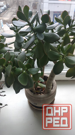 Крассула оватта Донецк - изображение 3