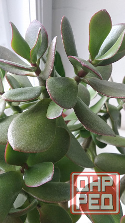 Крассула оватта Донецк - изображение 5