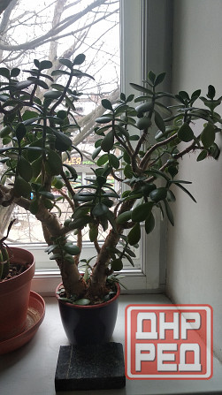 Крассула оватта Донецк - изображение 8