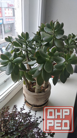 Крассула оватта Донецк - изображение 1