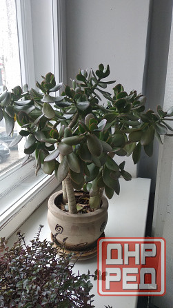 Крассула оватта Донецк - изображение 4