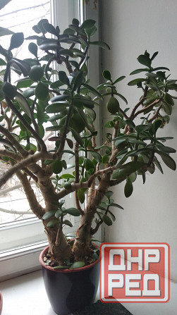 Крассула оватта Донецк - изображение 6