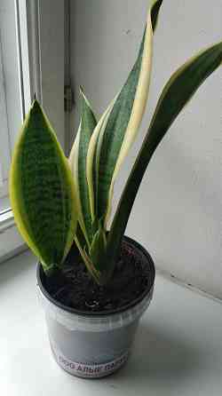 Сансевиерия Донецк