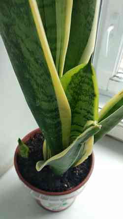 Сансевиерия Донецк