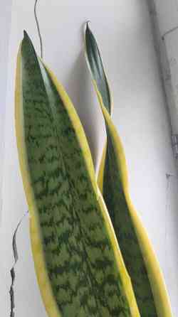 Сансевиерия Донецк