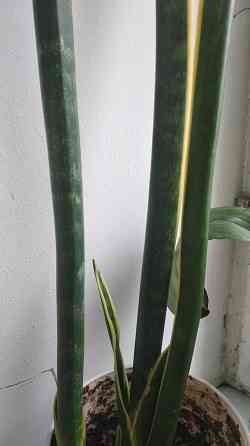 Сансевиерия Донецк