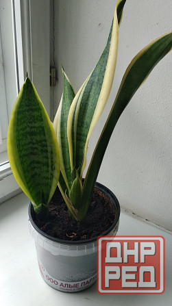 Сансевиерия Донецк - изображение 4