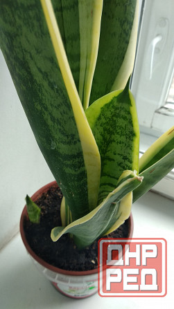 Сансевиерия Донецк - изображение 6