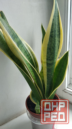 Сансевиерия Донецк - изображение 5