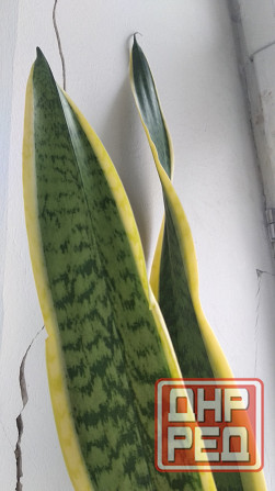 Сансевиерия Донецк - изображение 3