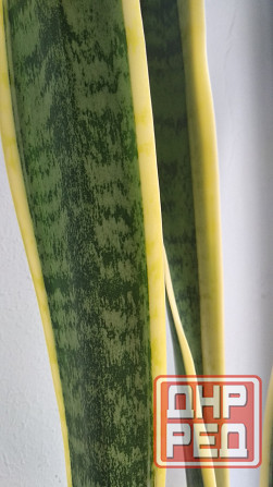 Сансевиерия Донецк - изображение 1