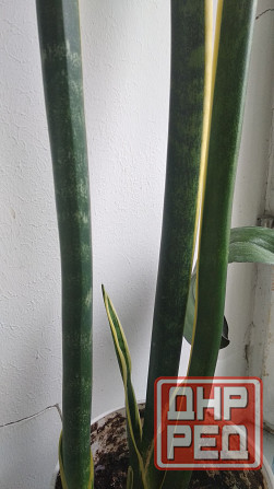 Сансевиерия Донецк - изображение 2