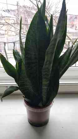 Сансевиерия "зелёная" Донецк