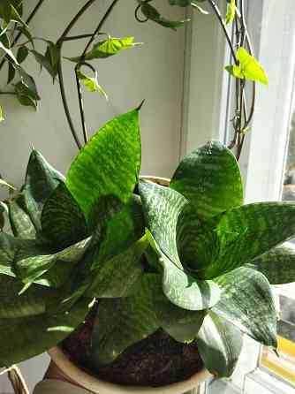 Сансевиерия "зелёная" Донецк