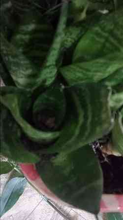 Сансевиерия "зелёная" Донецк