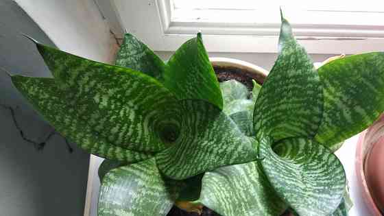 Сансевиерия "зелёная" Донецк