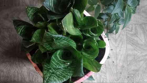 Сансевиерия "зелёная" Донецк