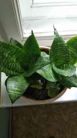 Сансевиерия "зелёная" Донецк